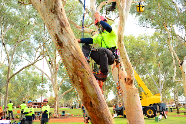 Who To Call For Tree Branch Removal